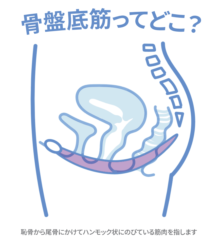 Vol.7｜骨盤底筋とは？ 膣トレの前に知りたい体の基礎